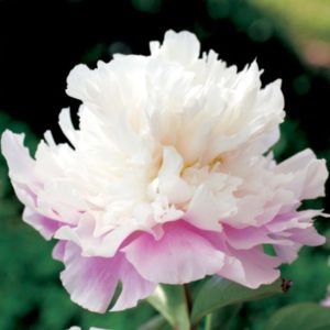 Piwonia Amabilis Paeonia lactiflora 'Amabilis'