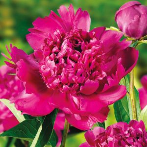 Piwonia Big Ben Paeonia lactiflora 'Big Ben'