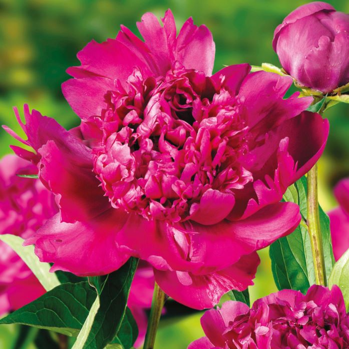 Piwonia Big Ben Paeonia lactiflora 'Big Ben'