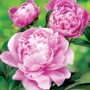 Piwonia Dr. Alex Fleming Paeonia lactiflora 'Dr. Alex Fleming'