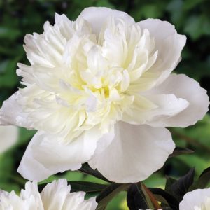 Piwonia 'Duchesse de Nemours' Paeonia lactiflora 'Duchesse de Nemours'