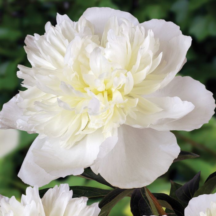 Piwonia 'Duchesse de Nemours' Paeonia lactiflora 'Duchesse de Nemours'
