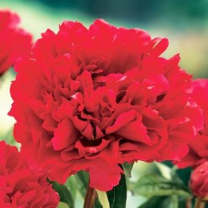 Piwonia 'Felix Crousse' Paeonia lactiflora 'Felix Crousse'