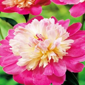 Piwonia Gay Paree Paeonia lactiflora 'Gay Paree'