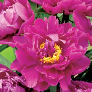 Piwonia Karl Rosenfield Paeonia lactiflora 'Karl Rosenfield'