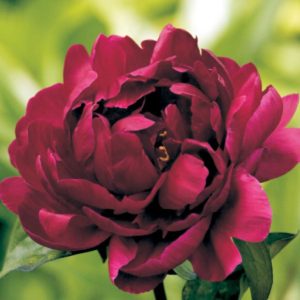 Piwonia Madame Gaudichau Paeonia lactiflora 'Madame Gaudichau'