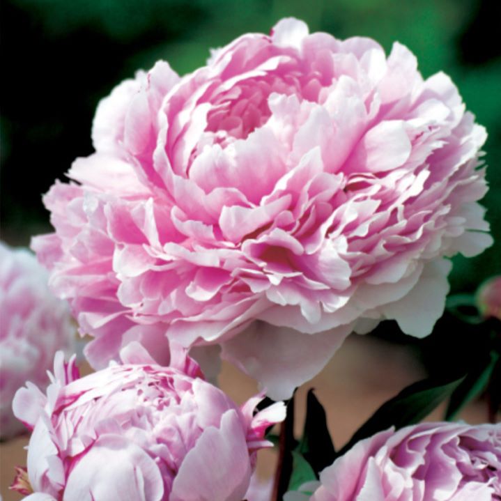 Piwonia Sarah Bernhardt Paeonia lactiflora 'Sarah Bernhardt'