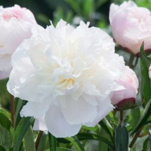Piwonia Shirley Temple Paeonia lactiflora 'Shirley Temple'