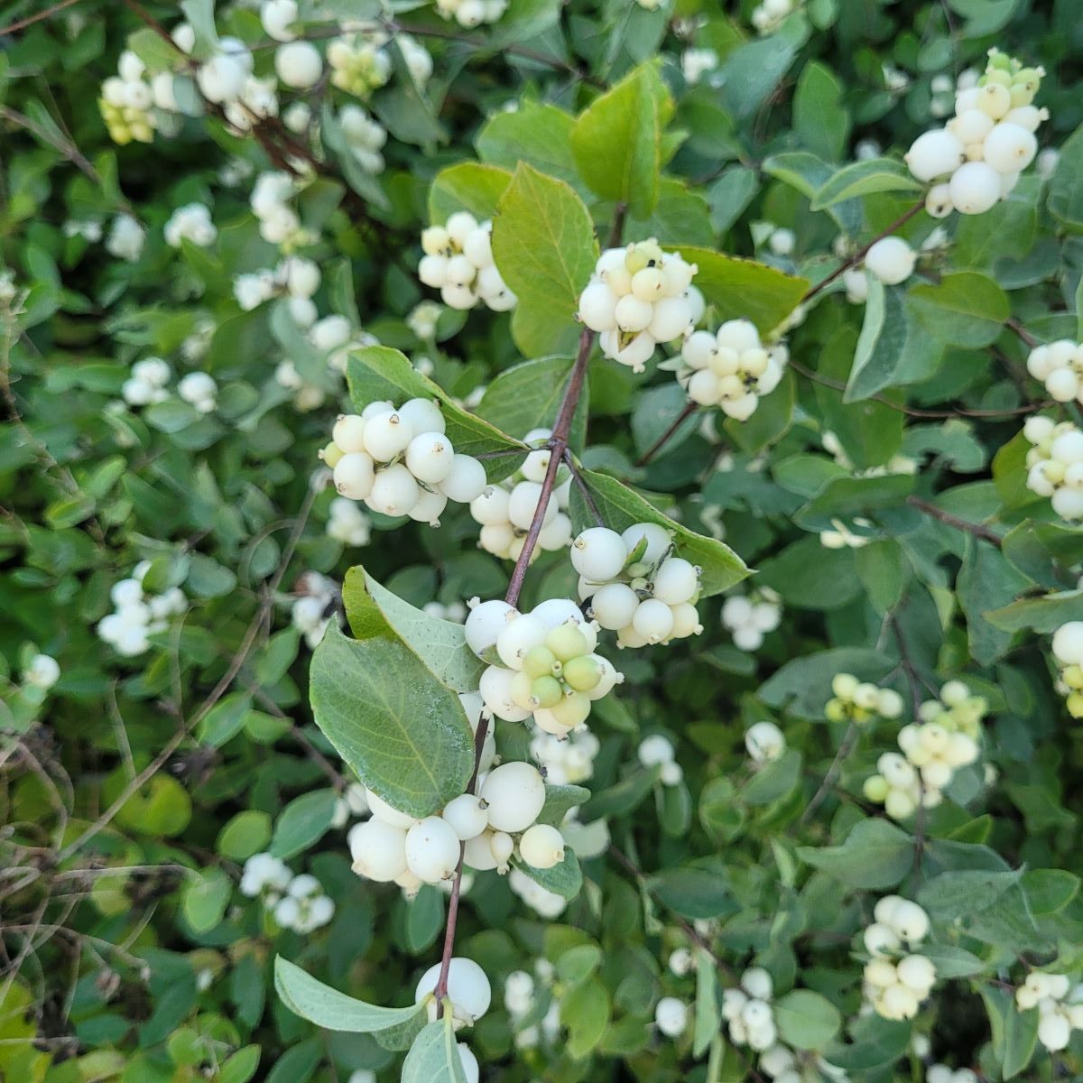 Śnieguliczka biała Symphoricarpos albus