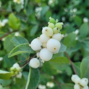 Śnieguliczka biała Symphoricarpos albus1