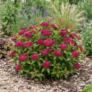 Tawuła japońska 'Dart's Red' Spiraea japonica 'Dart's Red'