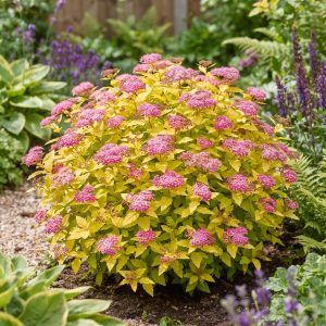 Tawuła japońska 'Golden Princess' Spiraea japonica 'Golden Princess'