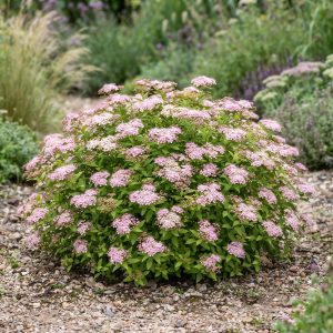 Tawuła japońska 'Nana' Spiraea japonica 'Nana'