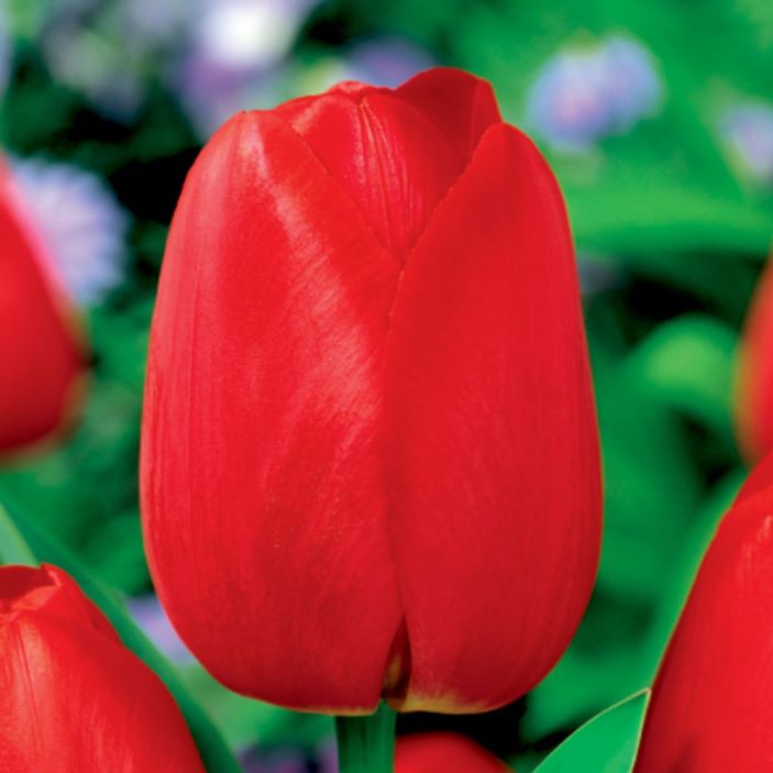 Tulipan czerwony Tulipa