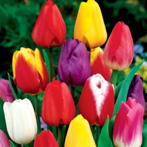 Tulipan mix Tulipa