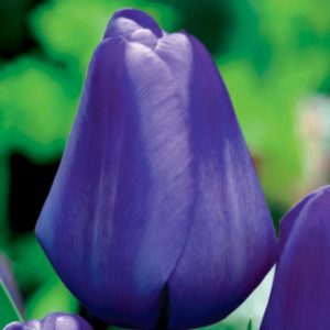 Tulipan niebieski tulipa