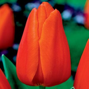 Tulipan pomarańczowy Tulipa
