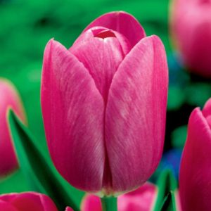 Tulipan różowy Tulipa