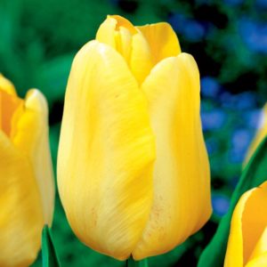 Żółty tulipan Tulipa