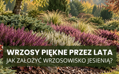Wrzosy piękne przez lata. Jak założyć wrzosowisko jesienią?