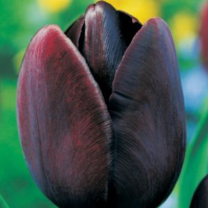 tulipan czarny tulipa