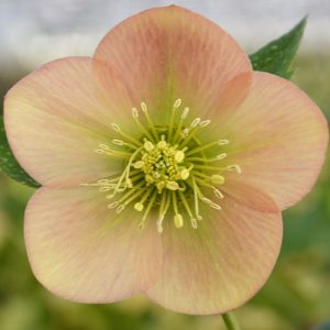 Ciemiernik wschodni 'Single Apricot' Helleborus orientalis 'Single Apricot'
