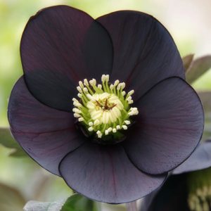 Ciemiernik wschodni 'Single Black' Helleborus orientalis 'Single Black'
