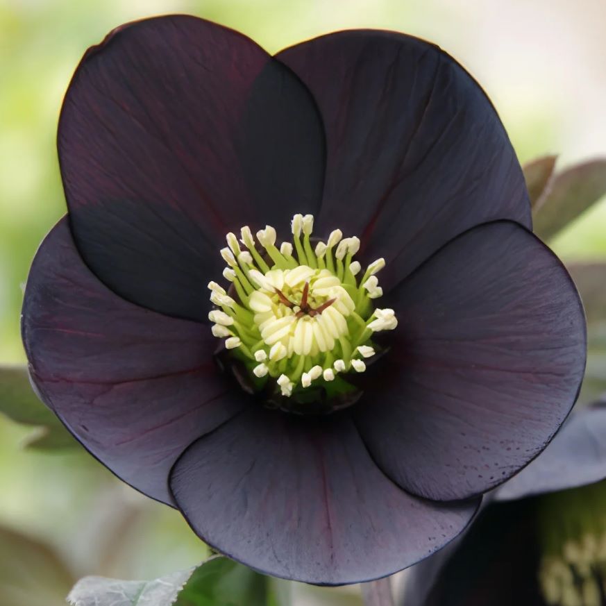 Ciemiernik wschodni 'Single Black' Helleborus orientalis 'Single Black'