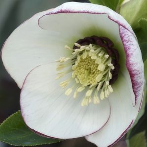 Ciemiernik wschodni 'Single Picotee' Helleborus orientalis 'Single Picotee'