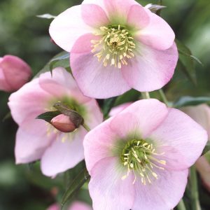 Ciemiernik wschodni 'Single Pink' Helleborus orientalis 'Single Pink'