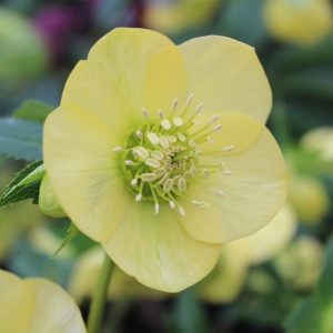 Ciemiernik wschodni 'Single Yellow' Helleborus orientalis 'Single Yellow'
