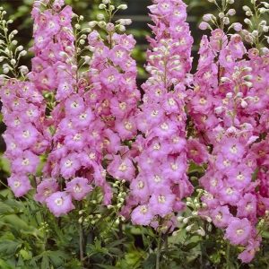 Ostróżka wielkokwiatowa 'Pacific Astolat' Delphinium grandiflorum 'Pacific Astolat'