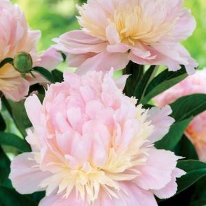 Piwonia Angel Cheeks Paeonia lactiflora 'Angel Cheeks'