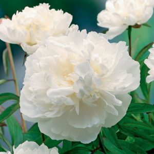 Piwonia Gardenia Paeonia lactiflora 'Gardenia'
