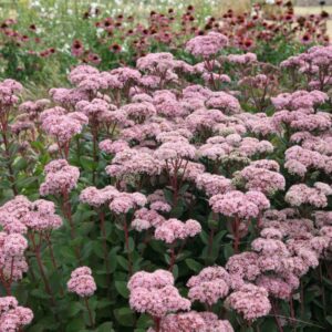 Rozchodnik 'Matrona' Sedum