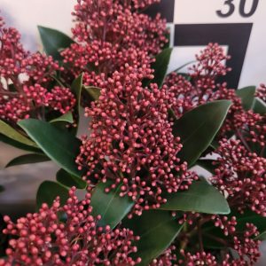 Skimia japońska 'Rubella' Skimmia japonica 'Rubella'1
