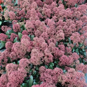 Skimia japońska 'Rubinetta' Skimmia japonica 'Rubinetta'