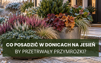 Co posadzić w donicach na jesień, by przetrwały przymrozki?