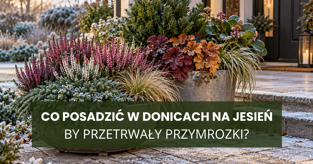 co posadzic w donicach na jesien