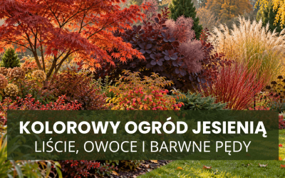 Kolorowy ogród jesienią – liście, owoce i barwne pędy