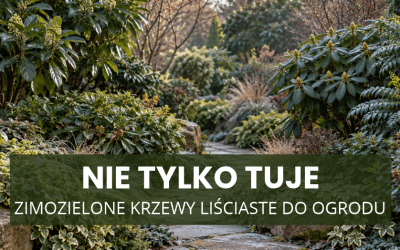 Nie tylko tuje – zimozielone krzewy liściaste do ogrodu