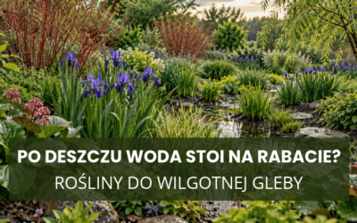 Po deszczu woda stoi na rabacie? Rośliny do wilgotnej gleby