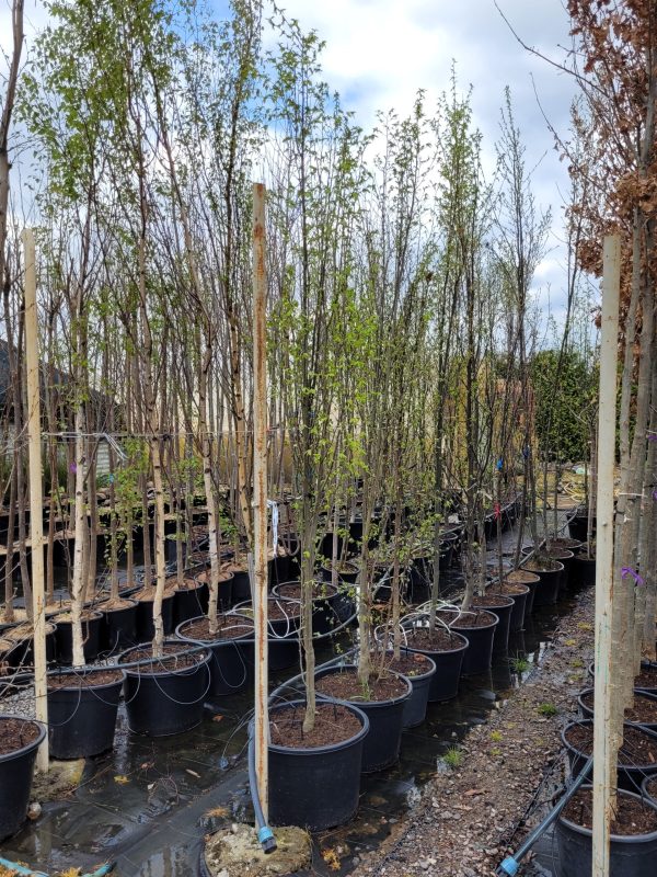 Grab - Carpinus - obrazek 3