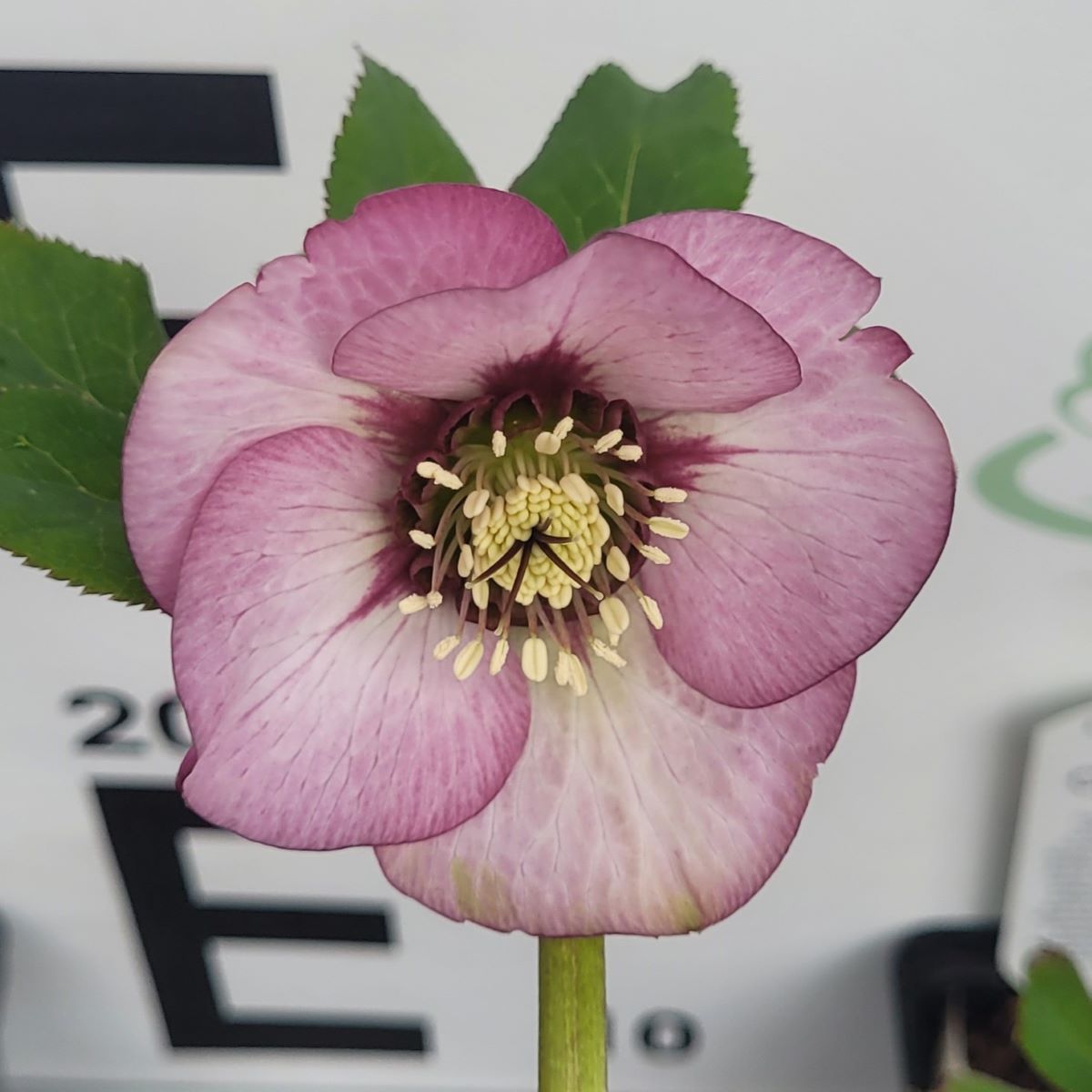 Ciemiernik wschodni 'Single Pink Picotee'