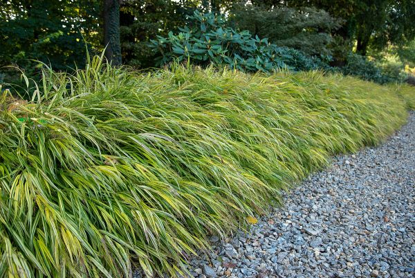 Hakonechloa smukła 'Aureola' - obrazek 7