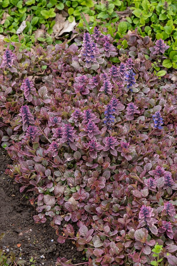 Dąbrówka rozłogowa 'Burgundy Glow' - obrazek 6