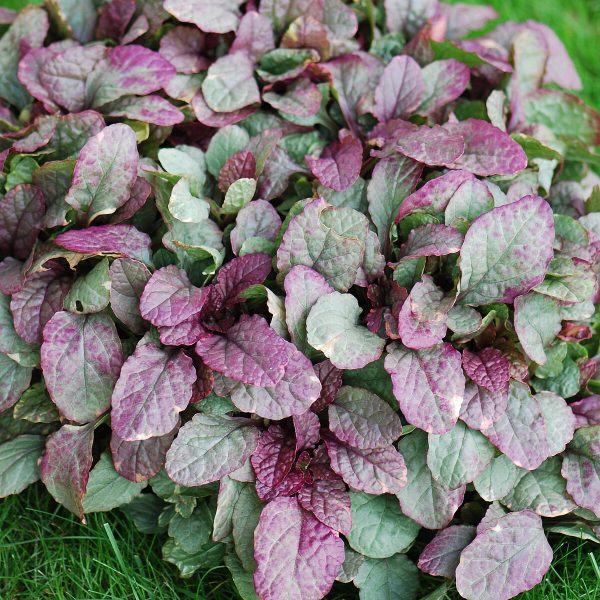 Dąbrówka rozłogowa 'Burgundy Glow' - obrazek 7
