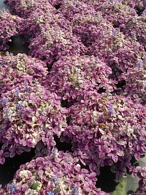 Dąbrówka rozłogowa 'Burgundy Glow' - obrazek 9