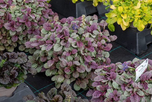 Dąbrówka rozłogowa 'Burgundy Glow' - obrazek 2
