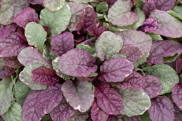 Dąbrówka rozłogowa 'Burgundy Glow' - obrazek 3